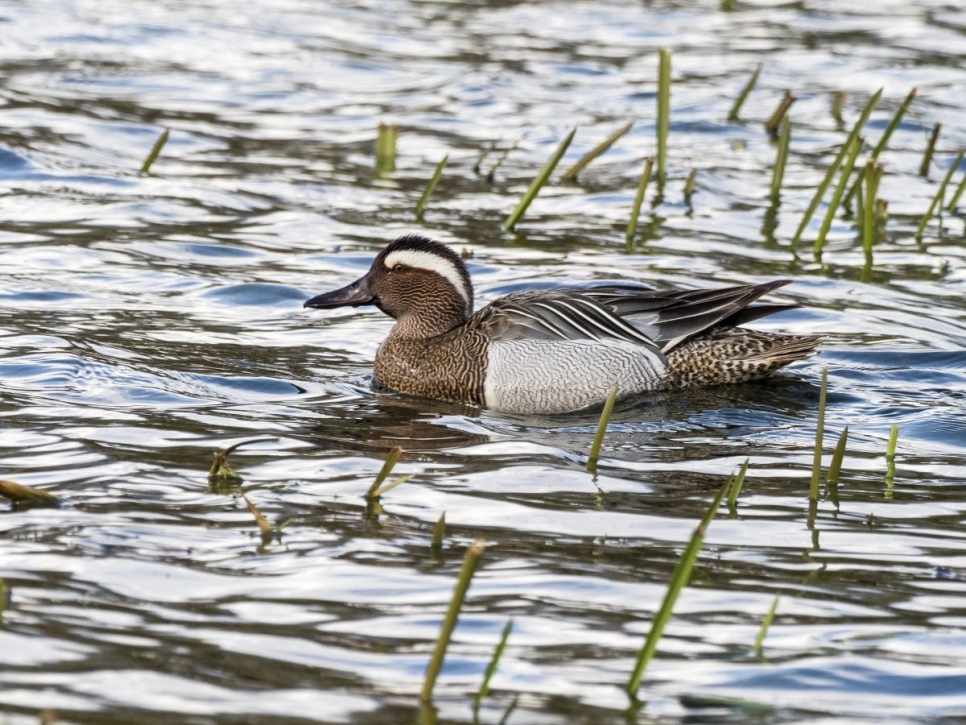 Recent Sightings 17th-22nd April